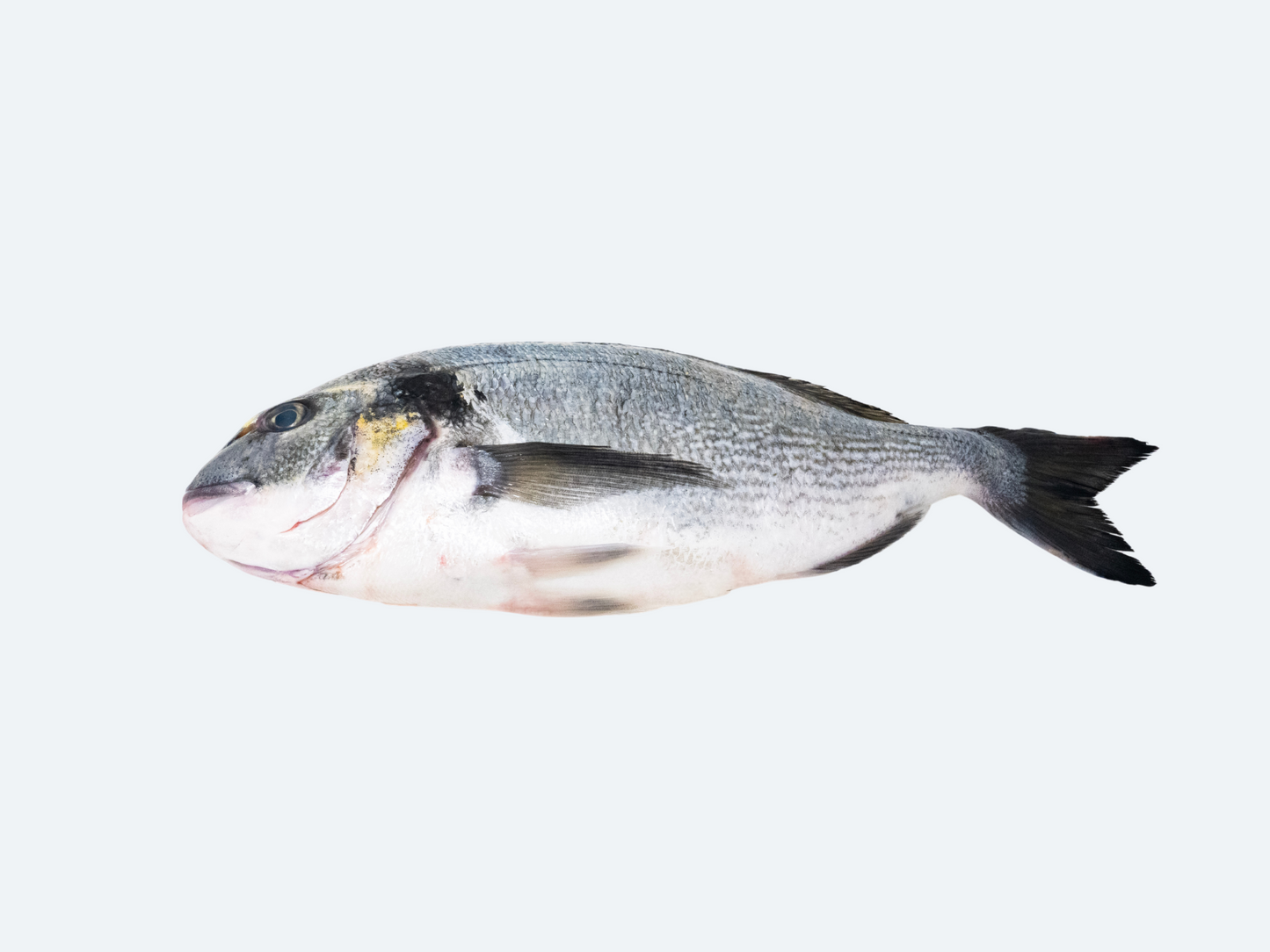 Greek Orata (Whole Fish)