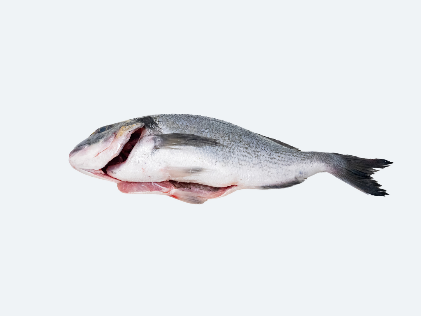 Greek Orata (Whole Fish)