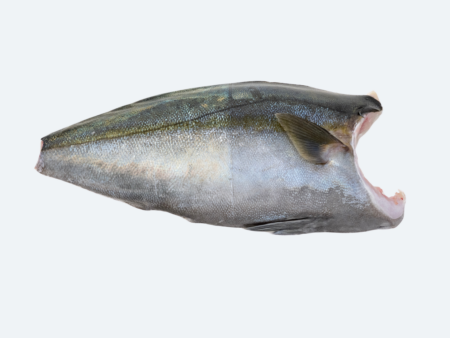 Japanese Kanpachi (Amberjack), Fillet