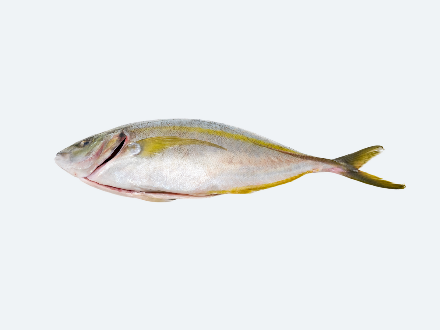 Japanese Shimaaji (Striped Jack)