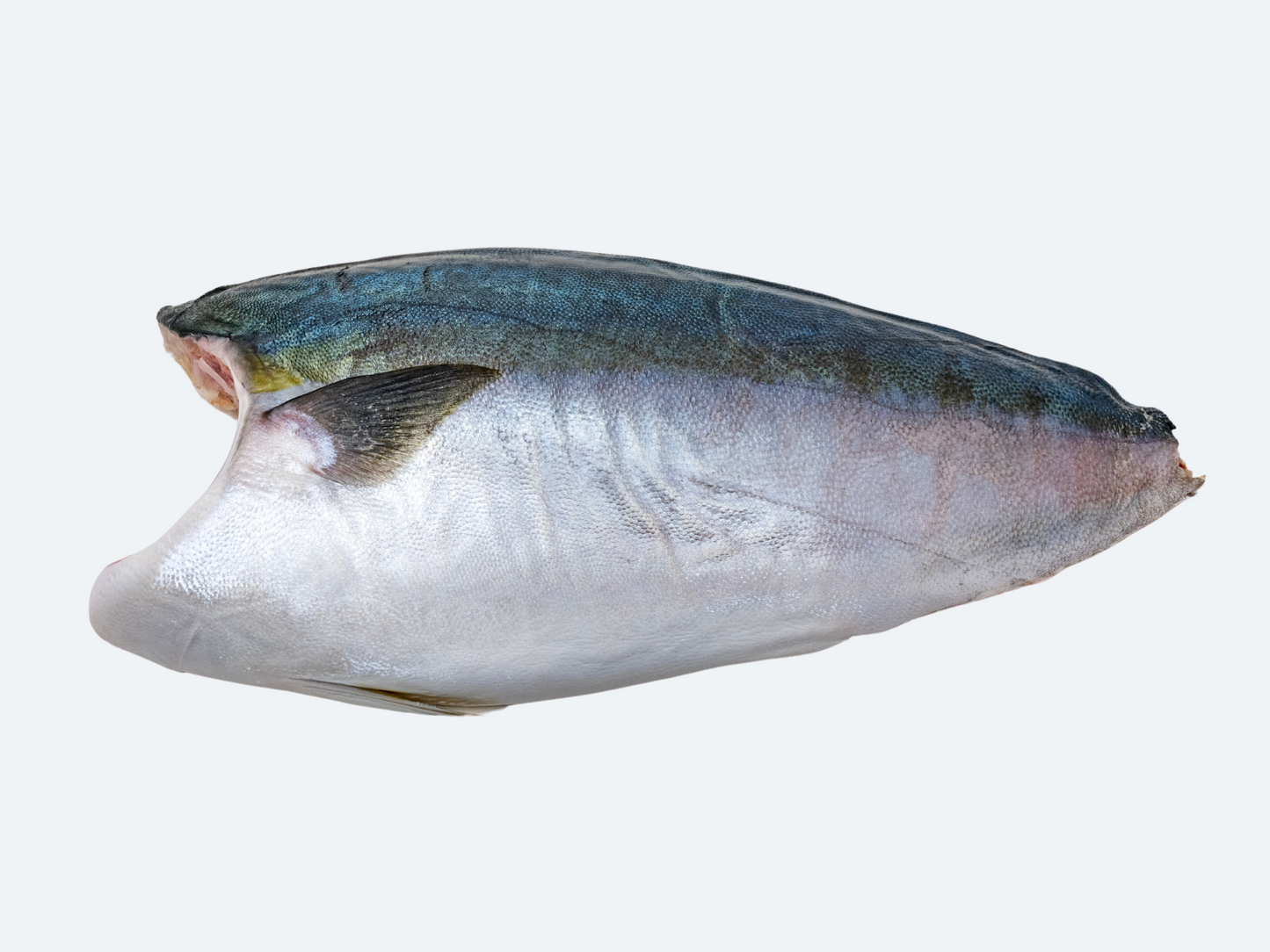 Japanese Hamachi (Yellowtail) Fillet