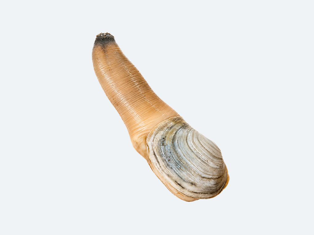 Frozen Mirugai (Geoduck)