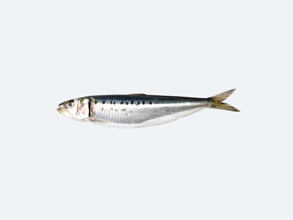 Iwashi (Sardines, Fresh)