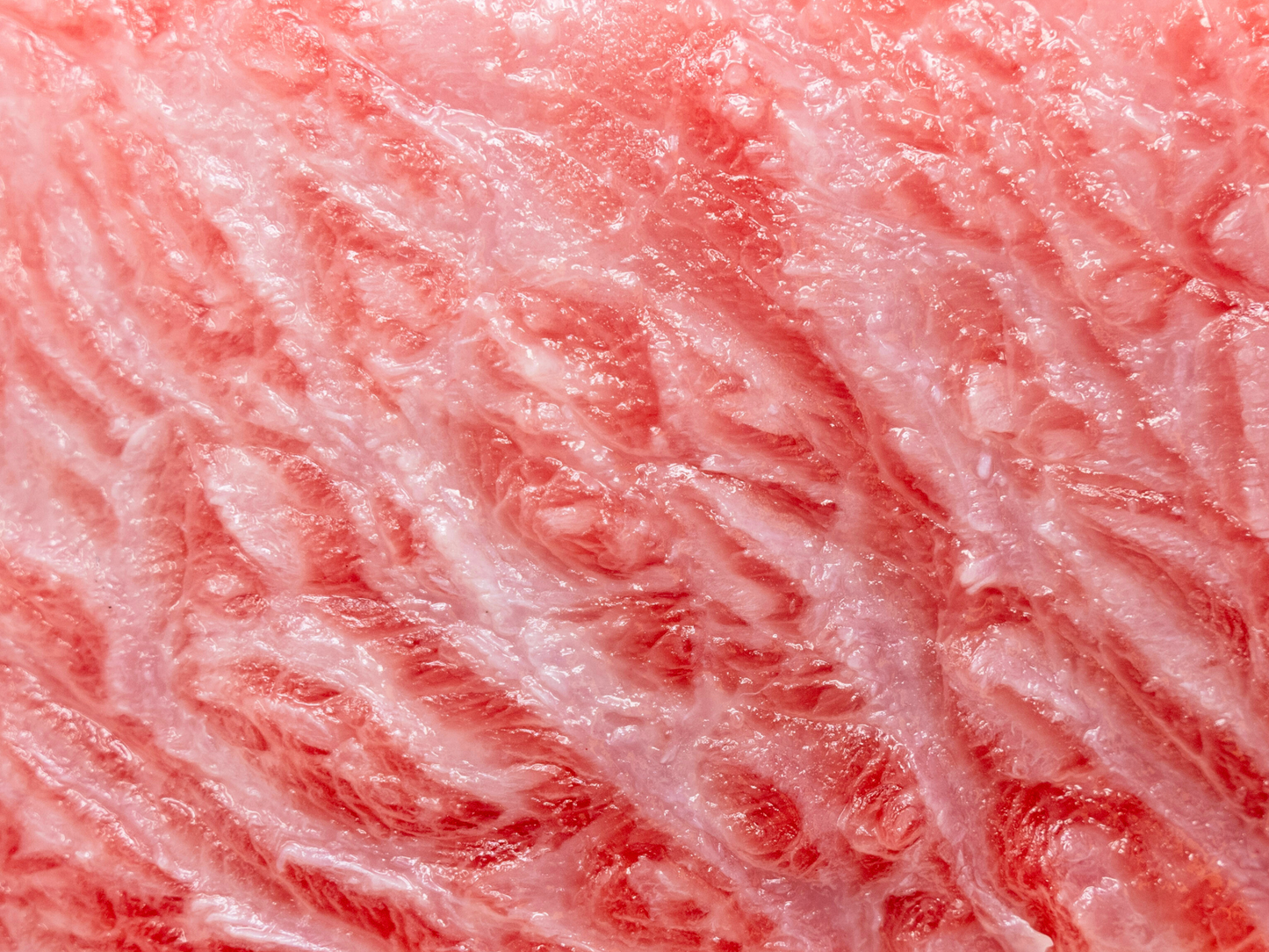 Bluefin Tuna Kama Toro