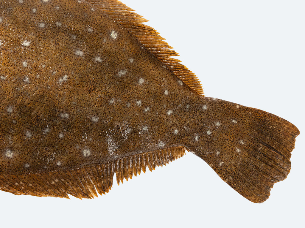 Korean Fluke