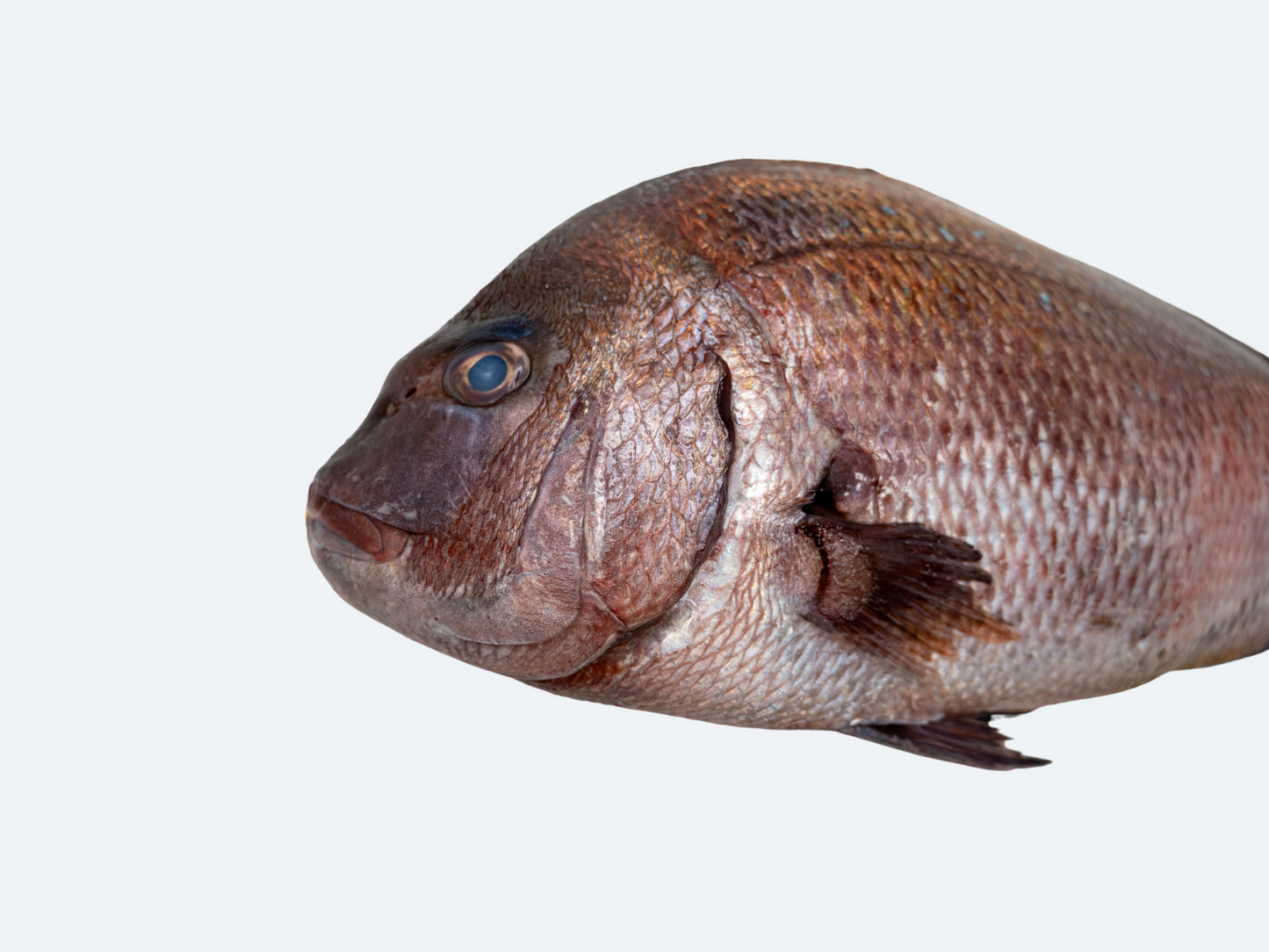 Japanese Madai (Sea Bream)