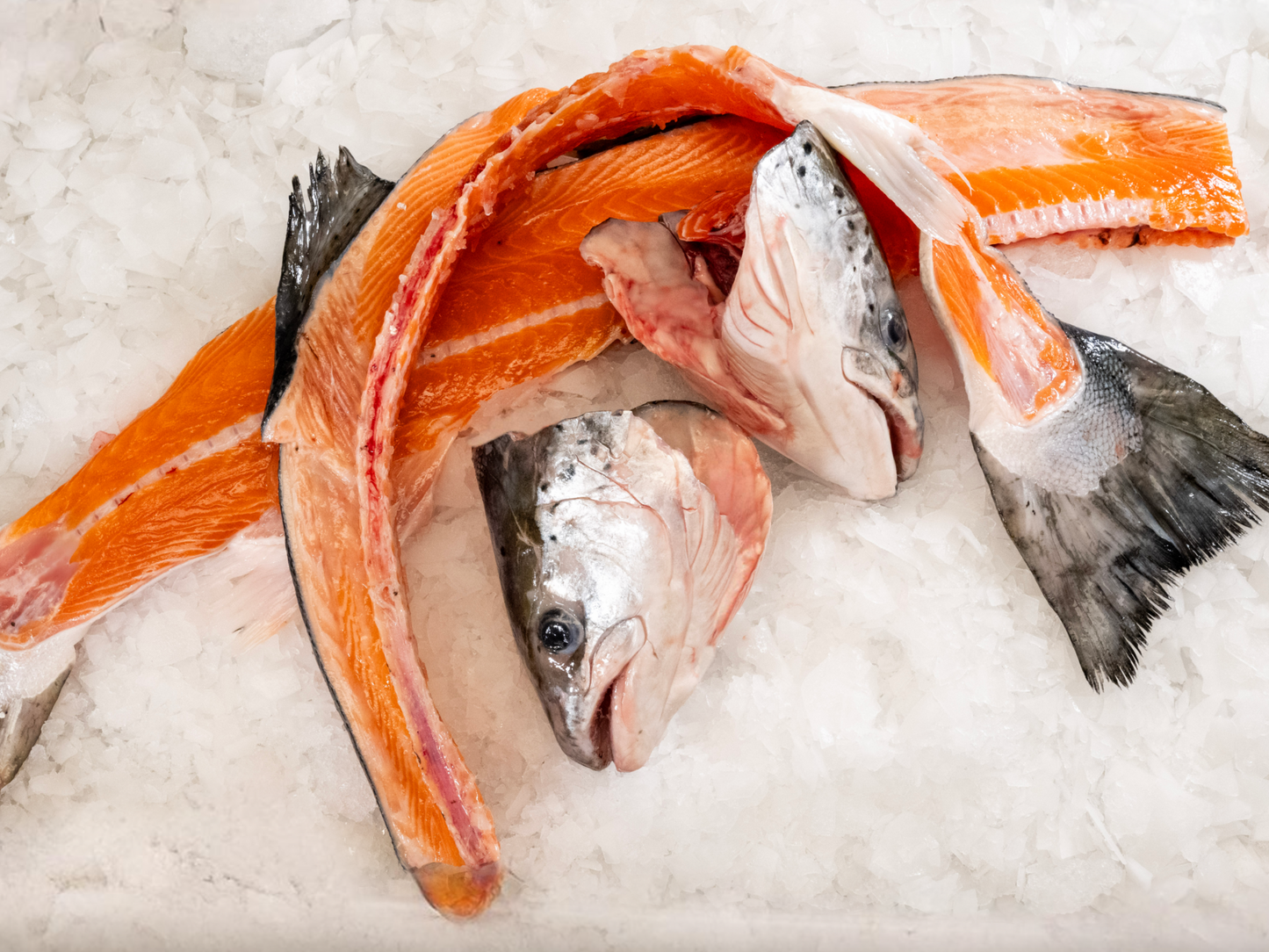 Salmon Head & Bone Set
