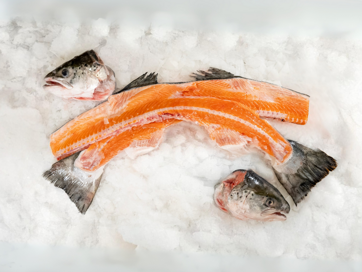 Salmon Head & Bone Set