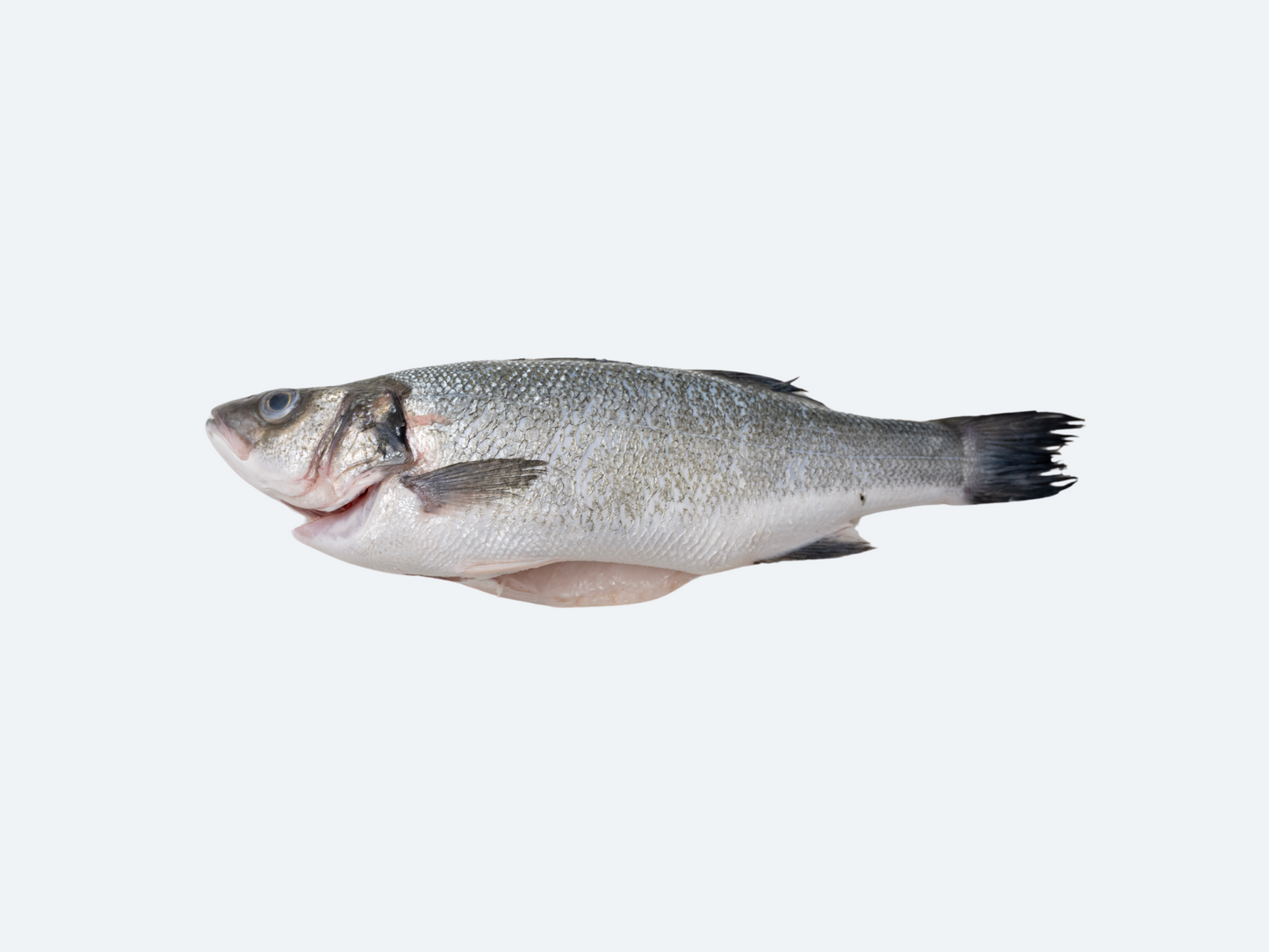 Branzino (Whole Fish)