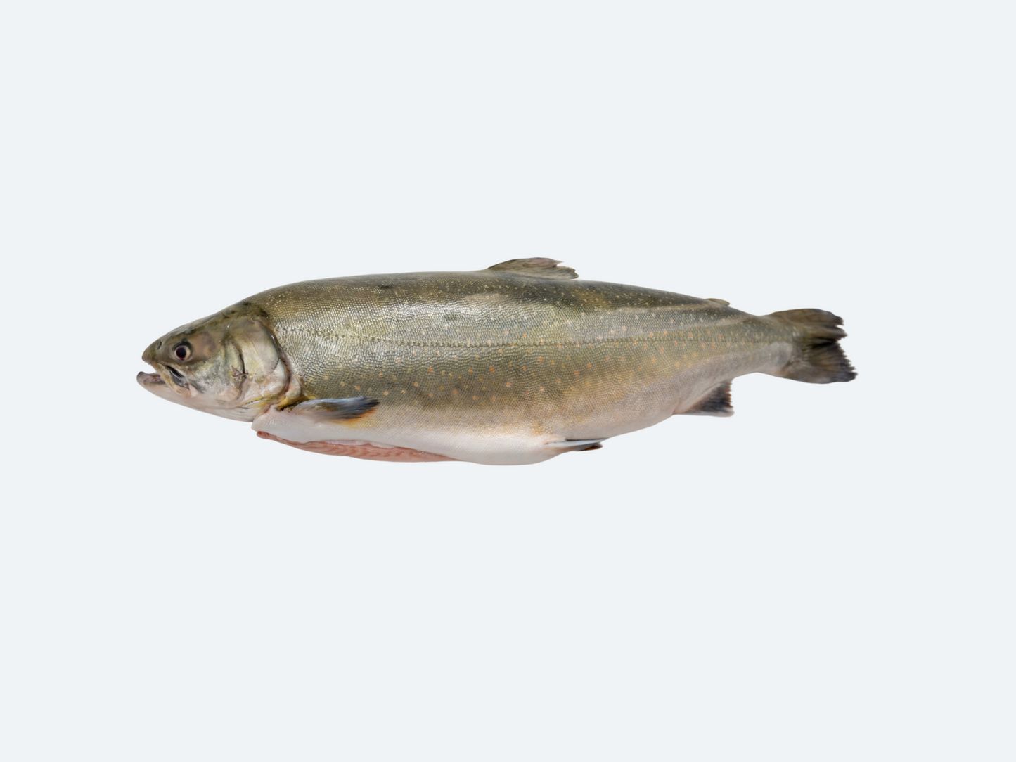 Arctic Char (Whole Fish)