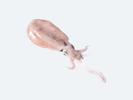 Aori Ika (Bigfin Reef Squid, Fresh)