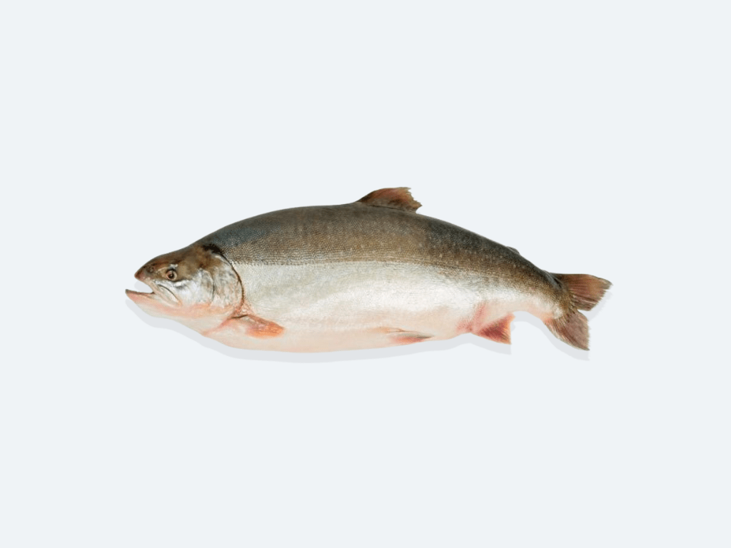 Arctic Char (Whole Fish)