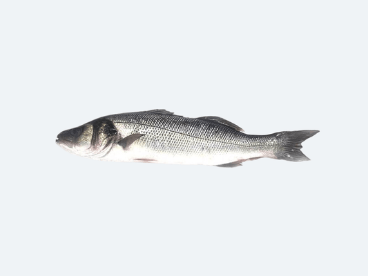 Bronzino (Whole Fish)