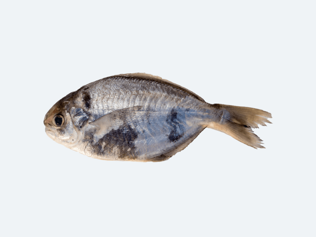 Ebodai (Butterfish, Fresh)