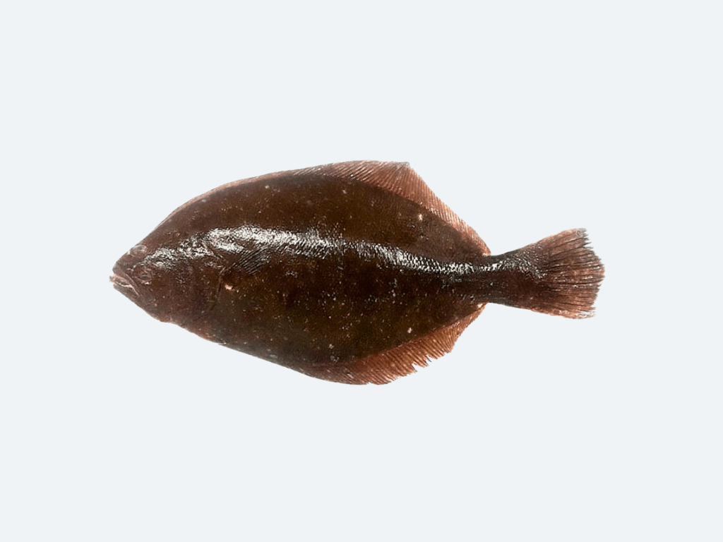 Fluke (Whole Fish)