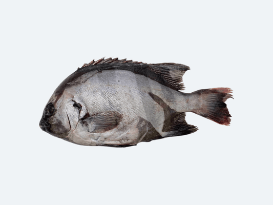 Ishidai (Striped Beakfish, Fresh)