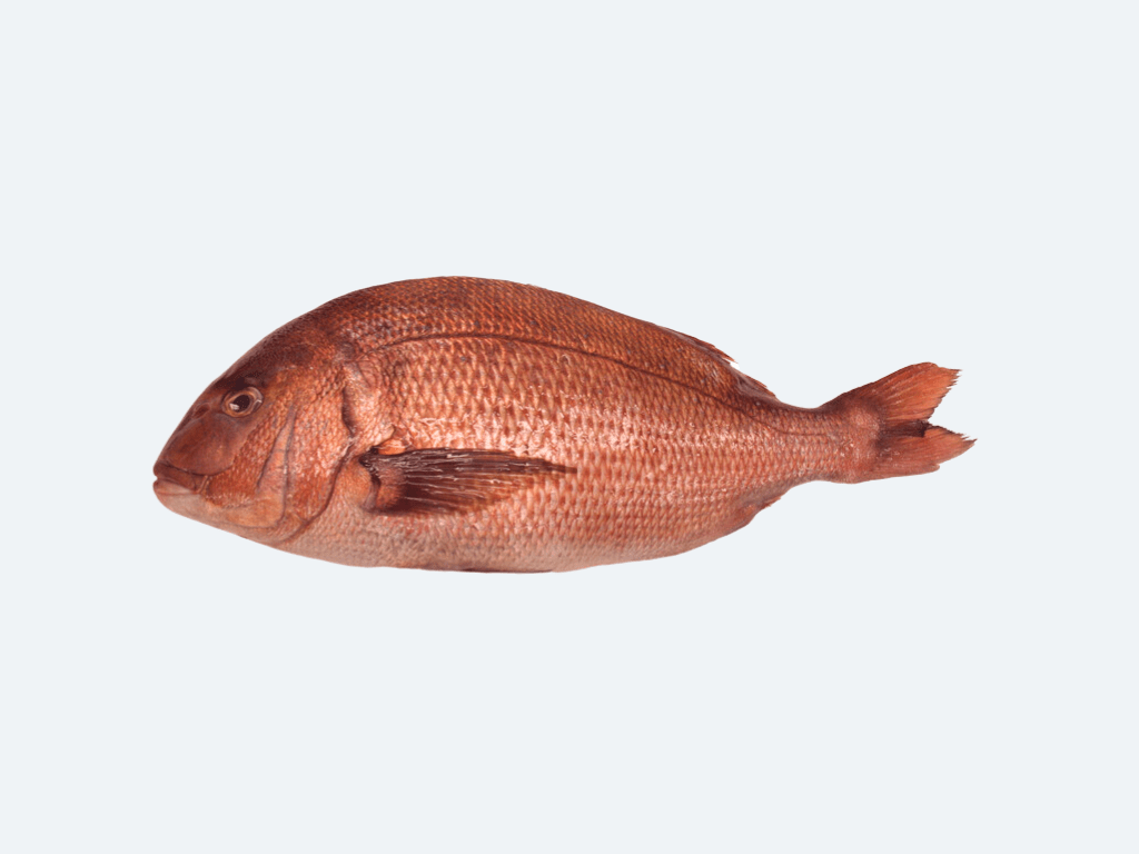 Japanese Madai (Sea Bream)