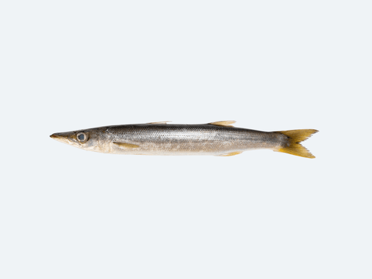 Kamasu (Barracuda, Fresh)