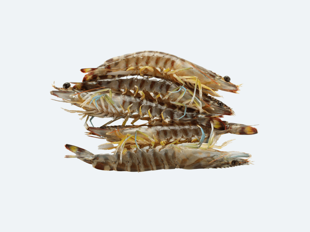 Kuruma Ebi (Japanese Tiger Prawn)