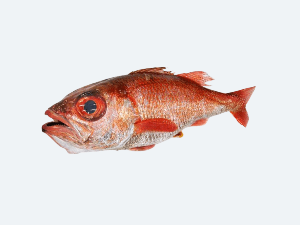 Nodoguro (Blackthroat Sea Perch, Fresh)