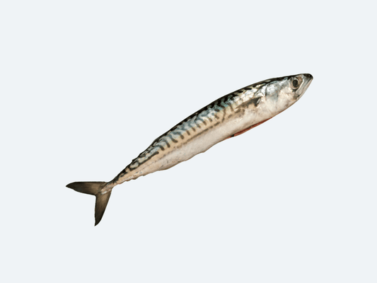 Saba (Mackerel)