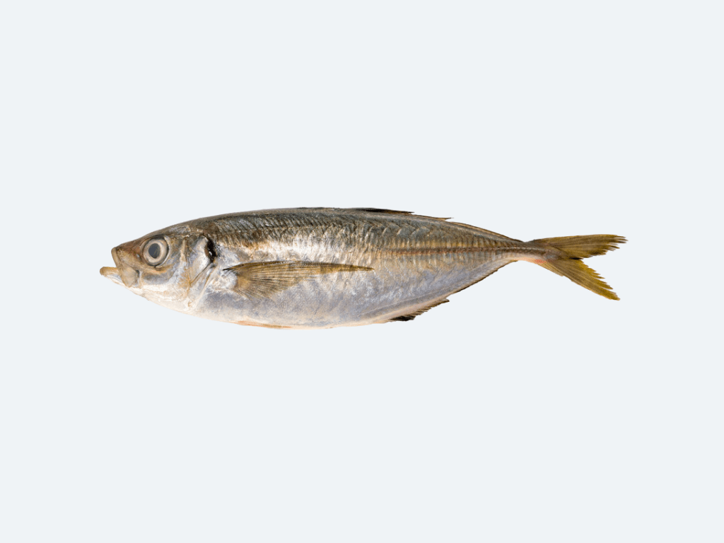 Tsuriaji (Jack Mackerel, Fresh)