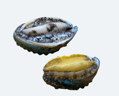 Frozen Abalone