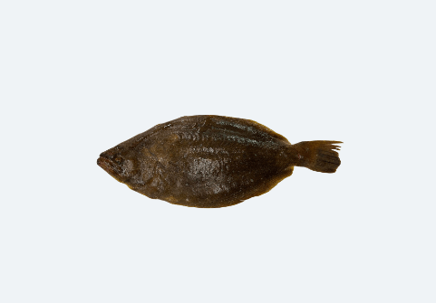 Korean Fluke