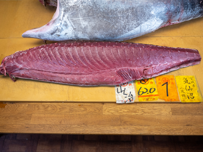 No.1 Auction Bluefin Tuna