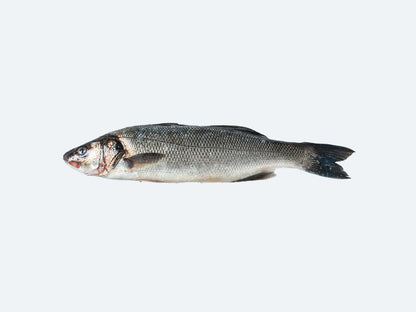 Branzino (Whole Fish)