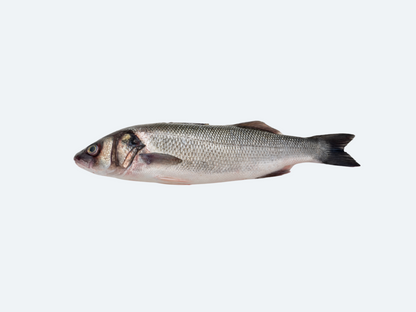 A single fresh Bronzino fish on a white background, showing the entire body of the fish with no visible heads or tails.