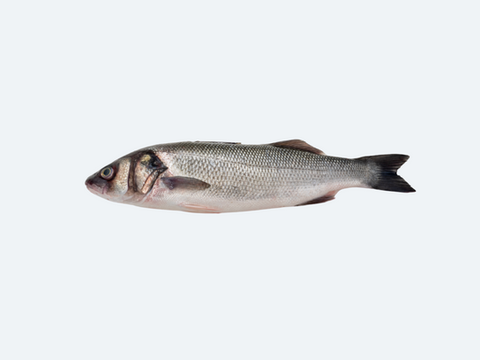 A single fresh Bronzino fish on a white background, showing the entire body of the fish with no visible heads or tails.