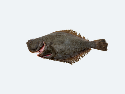 Fluke (Hirame)
