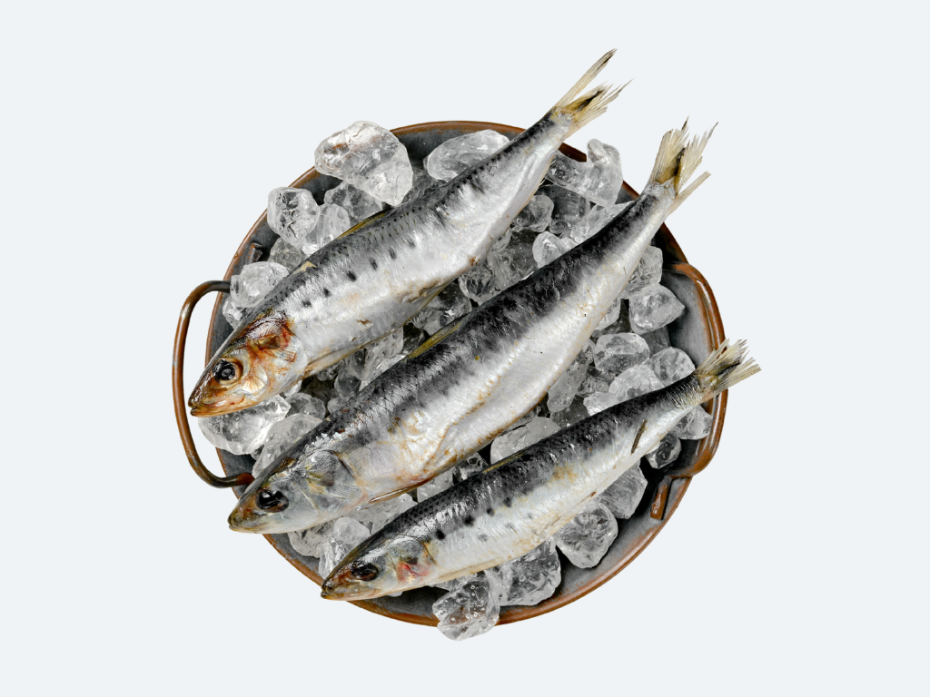 Iwashi (Sardines, Fresh)
