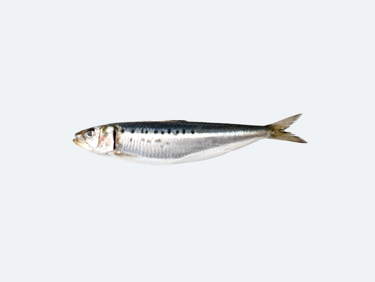 Iwashi (Sardines, Fresh)