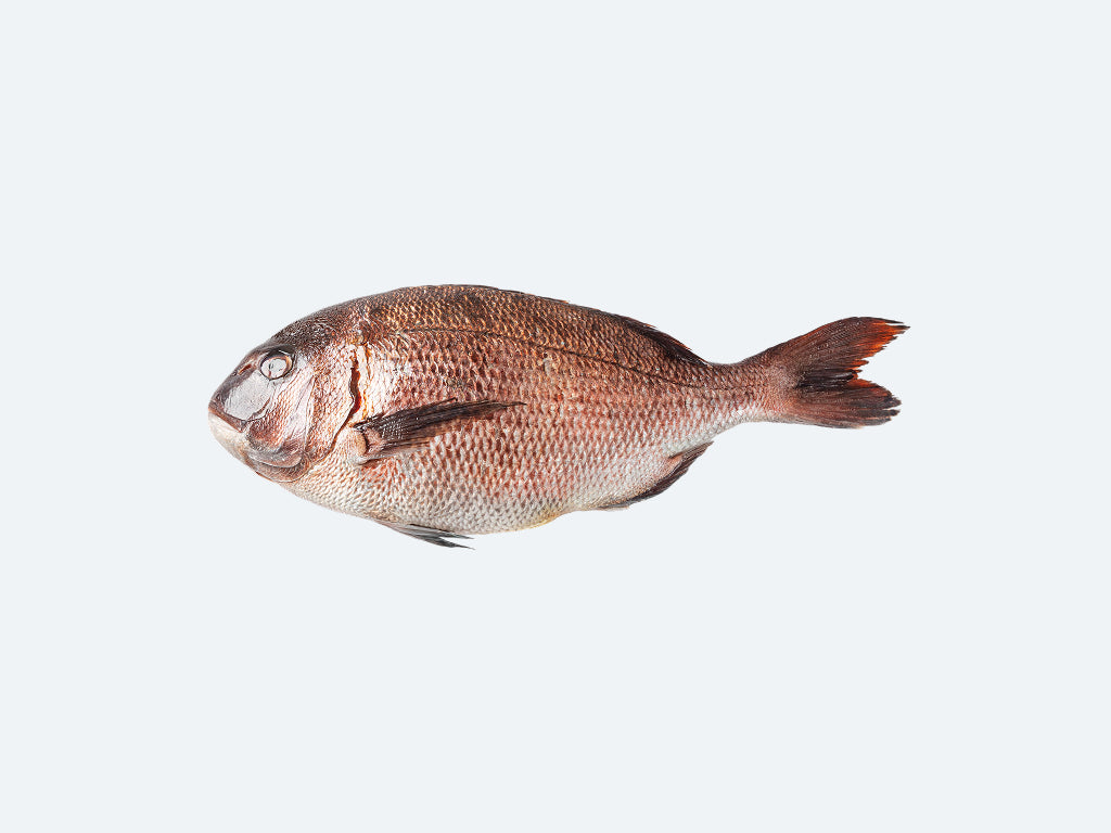 Japanese Madai (Sea Bream)