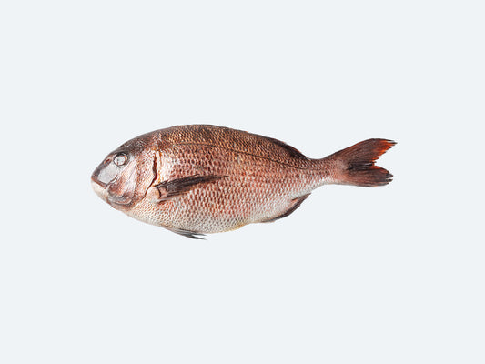 Japanese Madai (Sea Bream)