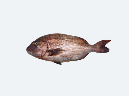 Japanese Madai or Sea Bream on a white background