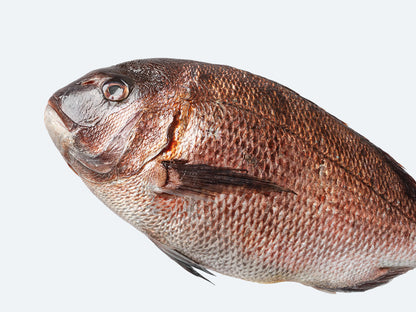 Japanese Madai (Sea Bream)