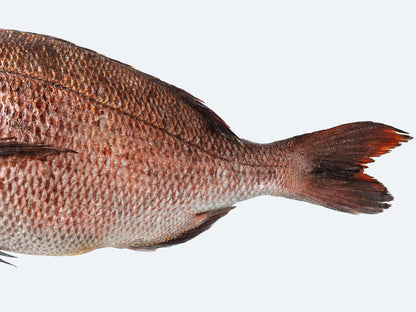 Japanese Madai (Sea Bream)