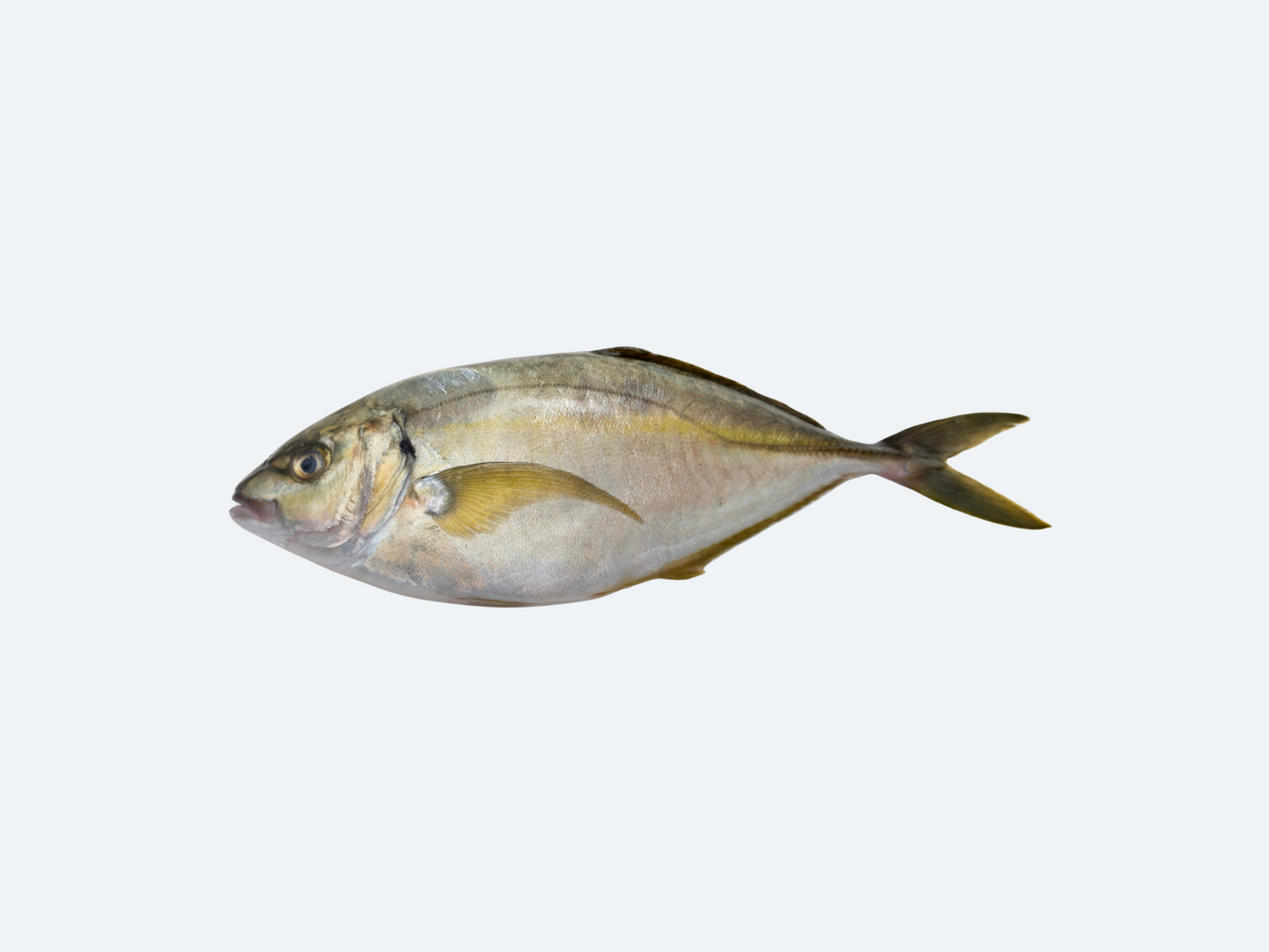A single fresh Shimaaji (Striped Jack) fish isolated on a white background.
