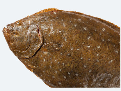 Korean Fluke