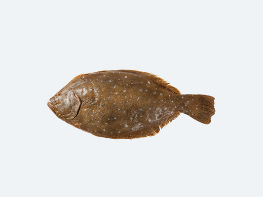 Korean Fluke