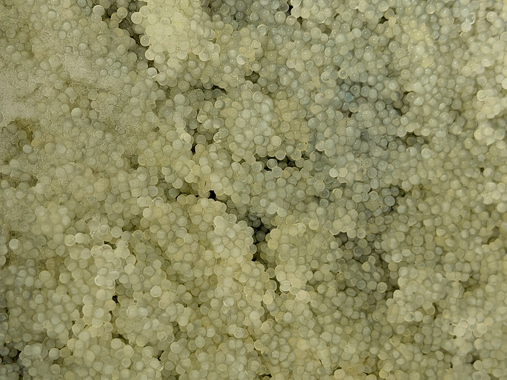 Komochi Kombu No.1 Grade (Herring Roe with Kelp)