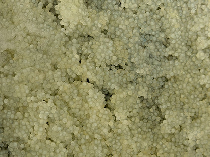 Komochi Kombu No.1 Grade (Herring Roe with Kelp)