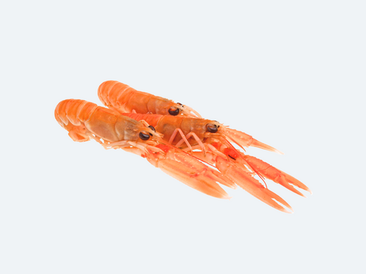 Norwegian Scampi (Langoustine)