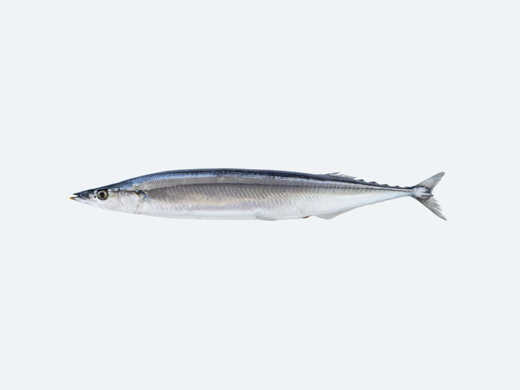 Sanma (Pacific Saury, Fresh)