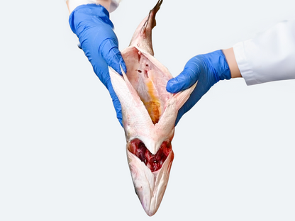 Striped Bass (Whole Fish)