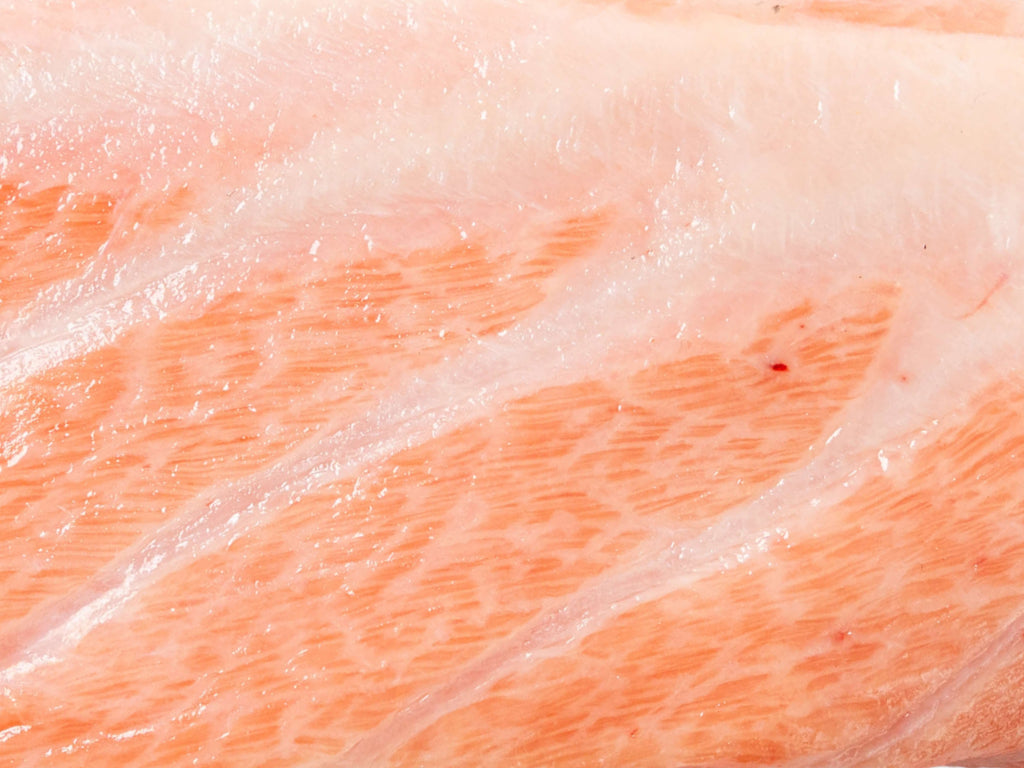 Bluefin Tuna Sunazuri