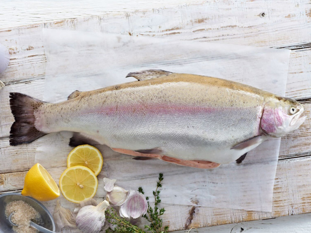 Tasmanian Ocean Trout